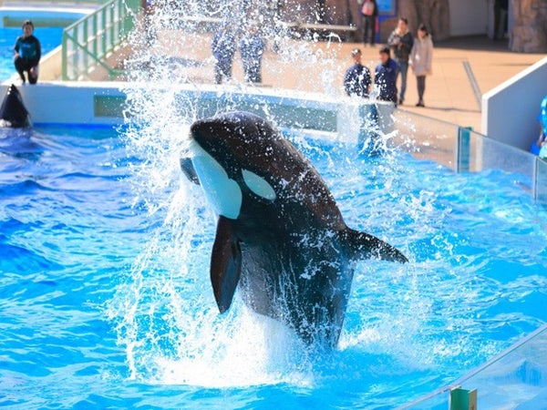 【千葉】<土日祝日限定出発>2大テーマパーク!マザー牧場イルミネーション&鴨川シーワールド&はちみつ工房1